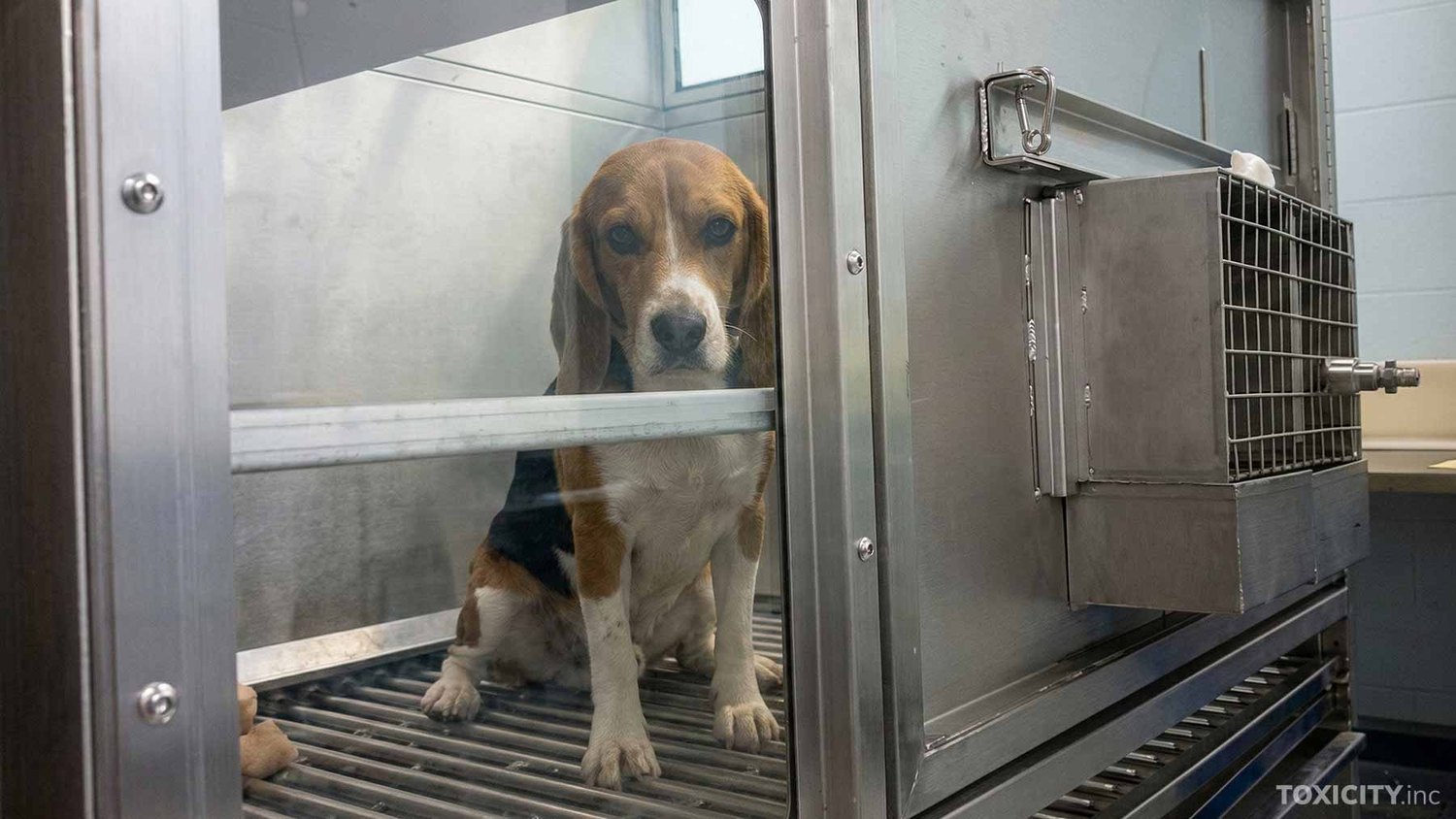 Beagle in a laboratory testing chamber.