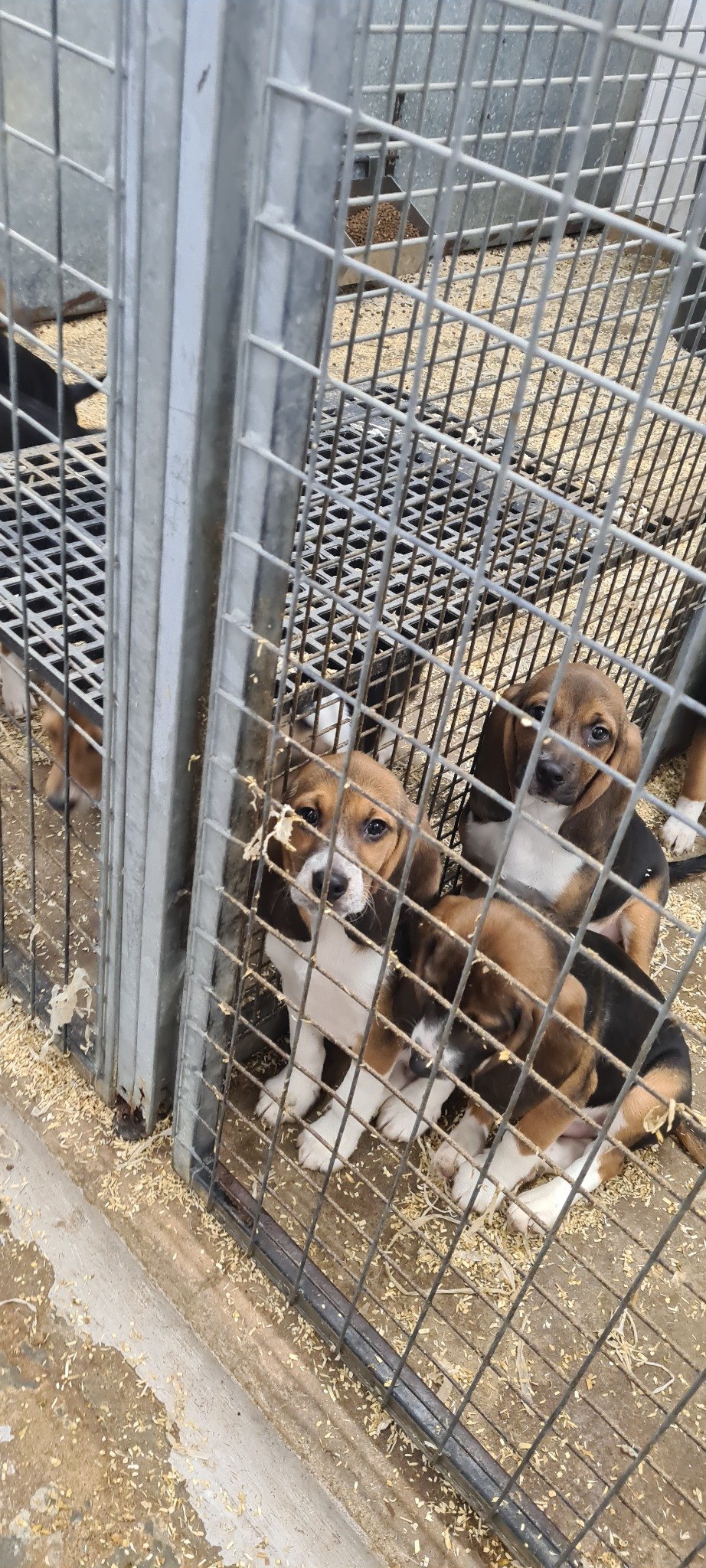 Young beagles looking through a kennel gate.